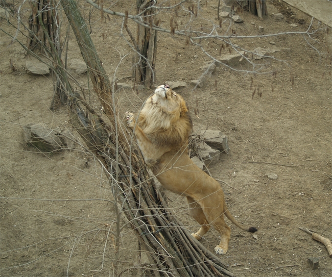 В Николаевском зоопарке отпраздновали день рождения двух львов