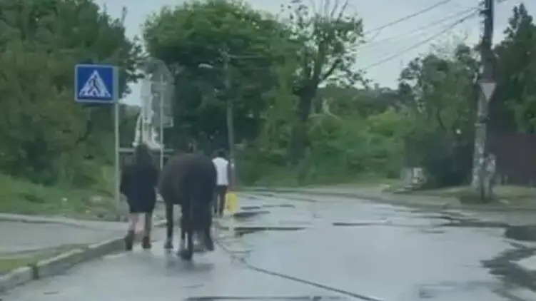 В Киеве женщина с лошадью на цепи гуляла по проезжей части. Видео 