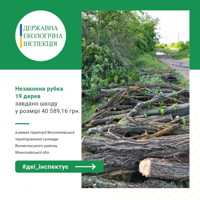 В Николаевской области незаконно вырубили 19 деревьев: ущерб составил более 40 тысяч