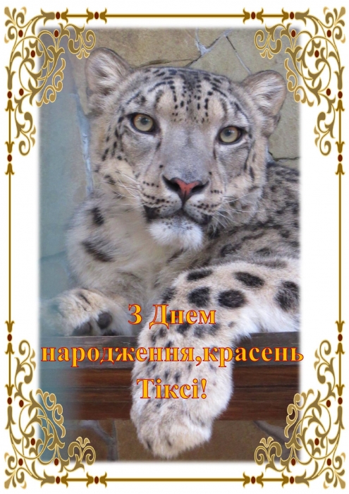 В николаевском зоопарке свой 4 день рождения отметил снежный барс
