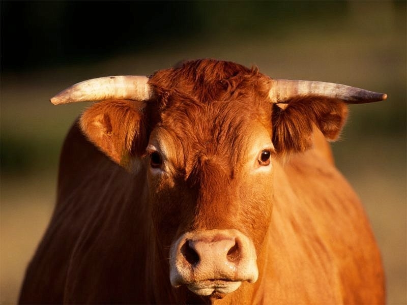 В колхозе Николаевской области выявили быка с бешенством