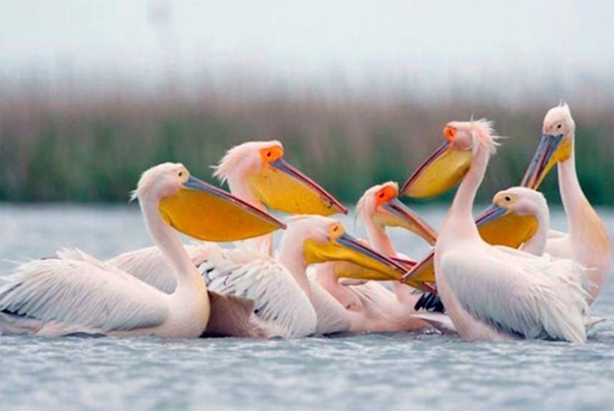 Остров на Херсонщине с гнездовьями пеликанов взяли под строжайшую охрану