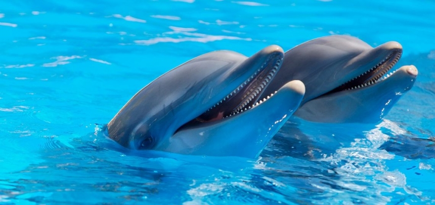 В одесском дельфинарии дельфин укусил ребенка. ВИДЕО