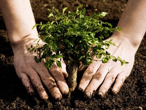 Зеленский пообещал посадить миллиард деревьев в Украине: по 10 каждую секунду