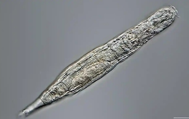 Биологи оживили червей, замороженных 24 тысячи лет назад
