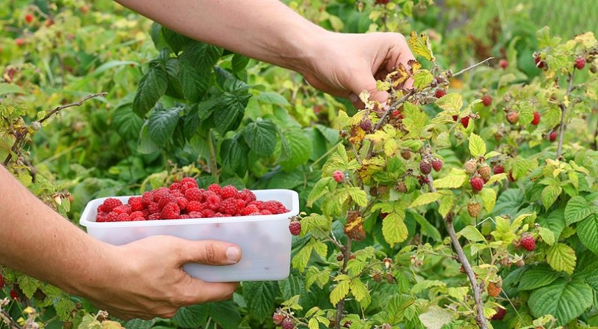 Изготавливаем шпалеру для малины своими руками (подвязка и выращивание)