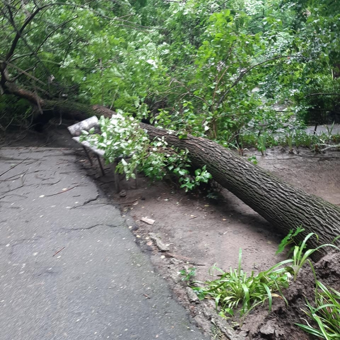 В Николаеве во дворе два дерева рухнули на провода 