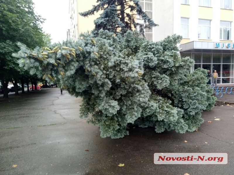 В Николаеве из-за непогоды упала огромная ель