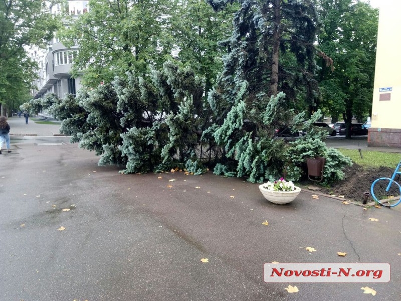 В Николаеве из-за непогоды упала огромная ель