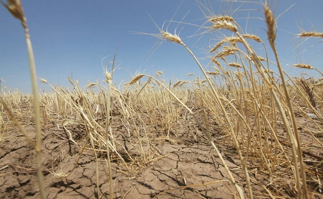 В ближайшие 30-40 лет более 60% украинских земель грозит опустынивание, - Кабмин