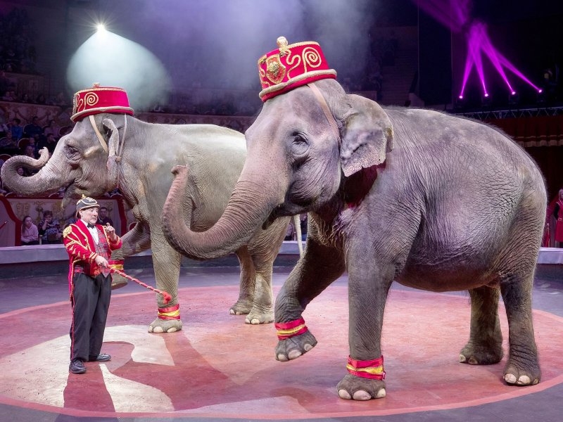 В Украине могут запретить цирки с животными и контактные зоопарки