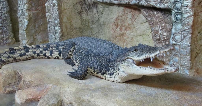 В Ялте затопило местный крокодиляриум: крокодилы «вырвались на свободу» (видео)