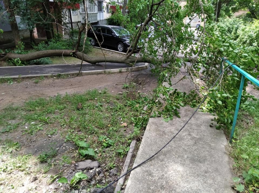 В Николаеве продолжают падать деревья — оборвало провода и преградило дорогу с тротуаром