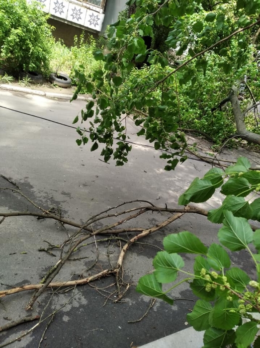 В Николаеве продолжают падать деревья — оборвало провода и преградило дорогу с тротуаром