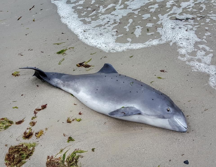 На берег возле Коблево выбросило погибшего дельфина