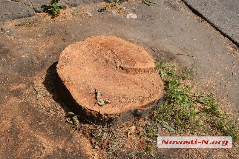 В Николаеве на ПГУ спилили деревья – обустраивают парковочный карман