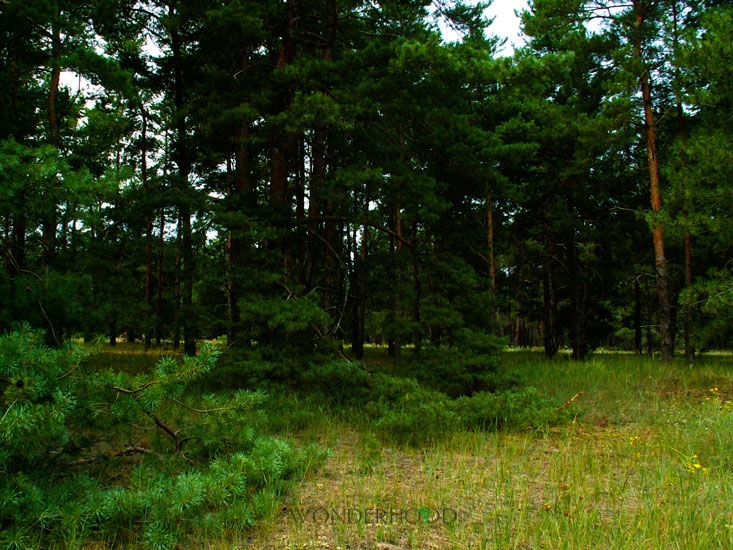 В Николаевской области участок в лесу незаконно передали в коммунальную собственность