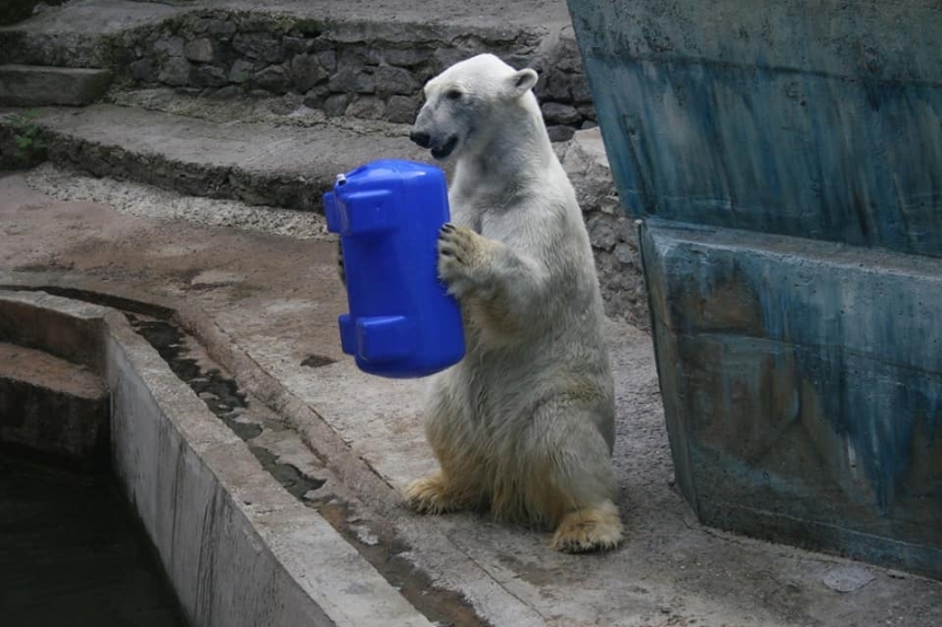 Белые медведи николаевского зоопарка нуждаются в емкостях для игр