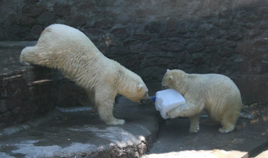Белые медведи николаевского зоопарка нуждаются в емкостях для игр