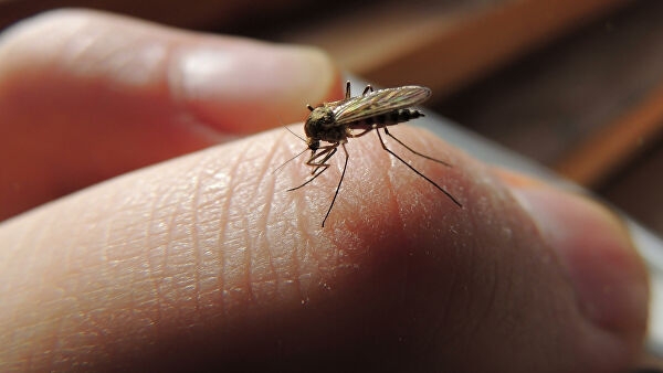Инженеры создали устойчивую к укусам комаров одежду
