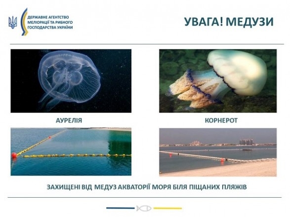 Акваторию Азовского моря заполонили медузы