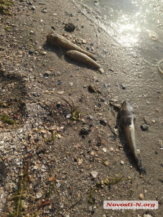 В реках в Николаеве зацвела вода — берег усыпан мертвой рыбой