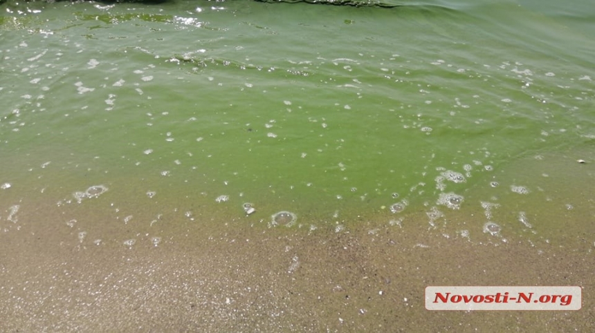 В Очакове позеленело море (видео)