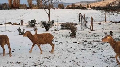 В Африке выпал снег и ударили рекордные морозы (видео)