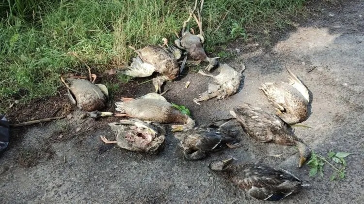 В киевском парке массово погибли утки и рыба – отравились ртутью в водоеме