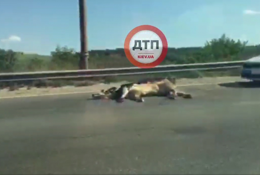 В Киеве из прицепа авто при перевозке выпали две коровы (видео)