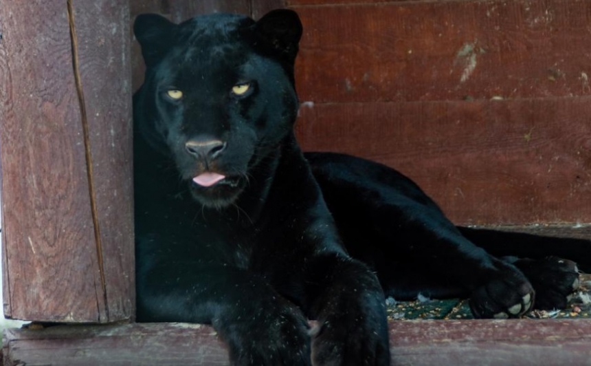 В зоопарке пантера напала на жителя Полтавской области