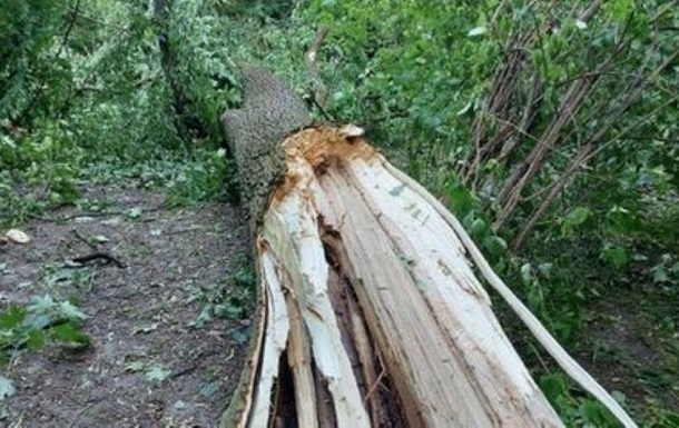 Во Львове дерево рухнуло на лавочку и убило двух человек