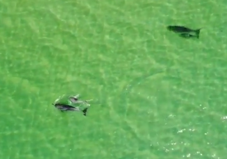 Игры дельфинов в изумрудном море на Кинбурнской косе показали с высоты (видео)