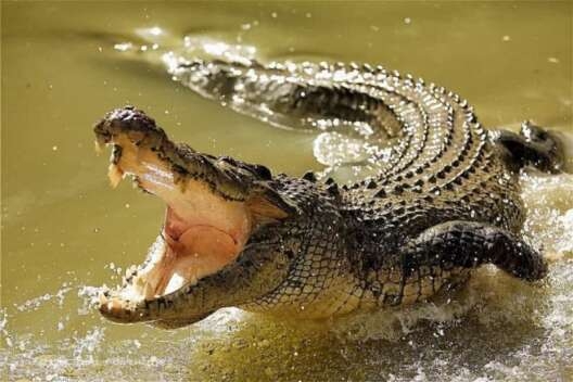 В водоеме на Арабатской стрелке поселился крокодил