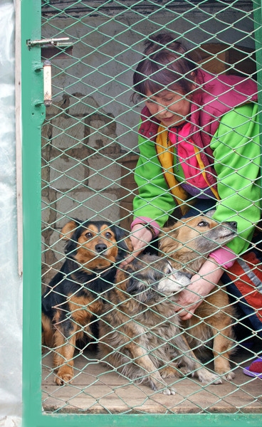 ГП «Зоря» - «Машпроект» намерено решить проблему бездомных собак на своей территории