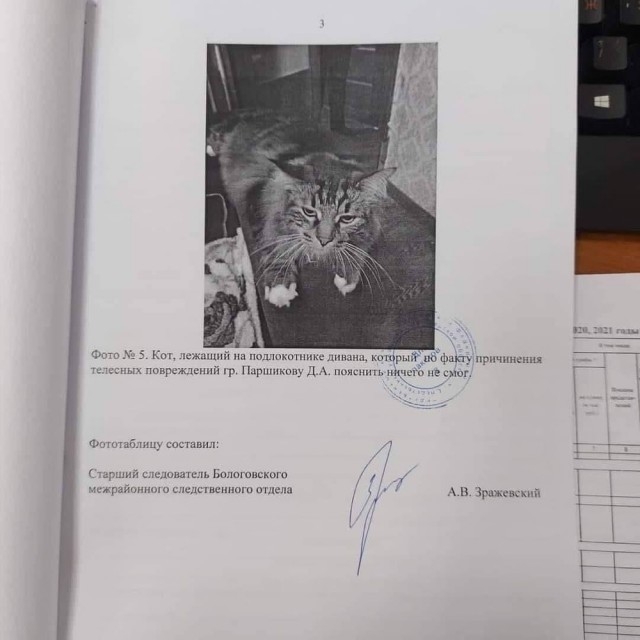 В РФ кота официально опросили как свидетеля по уголовному делу