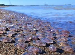 Туристы жалуются на интоксикацию после укусов медуз на Азовском море