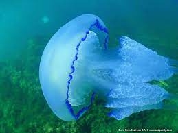 Минздрав дал рекомендации пострадавшим от медуз