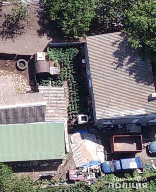 В Николаевской области житель села вместе с мамой вырастили 179 кустов конопли