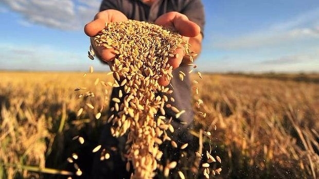 Урожайность зерновых культур в Украине выросла на 18%