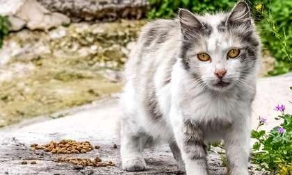 В двух районах Николаевской области выявлены случаи бешенства животных