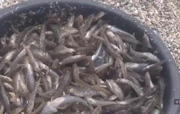 В Херсонской области массовый мор рыбы – ее с берега собирают лопатами (видео)