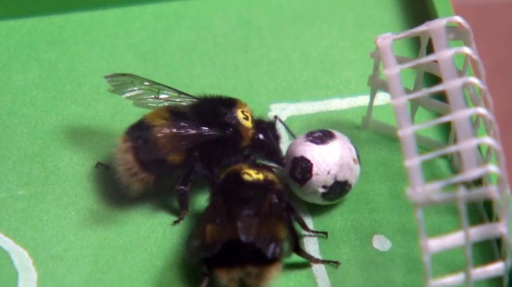 Во время футбольного матча спортсменов атаковали пчелы (видео)