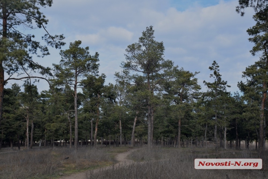 В николаевском парке «Лески» посадят 730 деревьев: сколько на это потратят