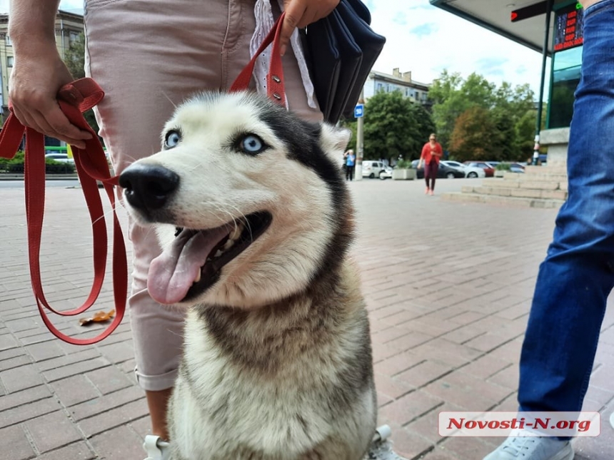 В Николаеве состоялся марш зоозащитников (фото, видео)