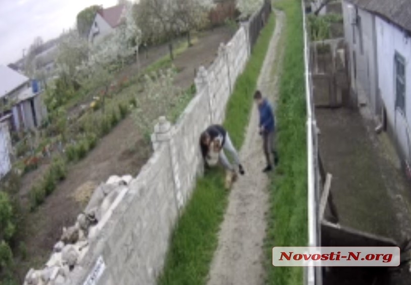 В Николаеве владельца алабая, который на глазах ребенка разорвал его собаку, оштрафовали на 80 грн
