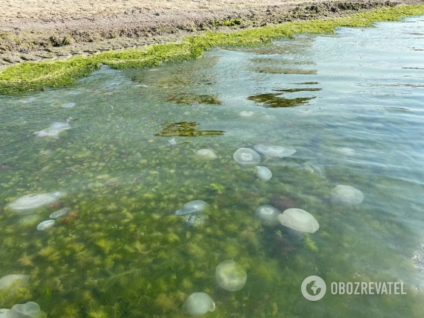 В Коблево море превратилось в «суп» из медуз и водорослей – купаются самые смелые (фото)