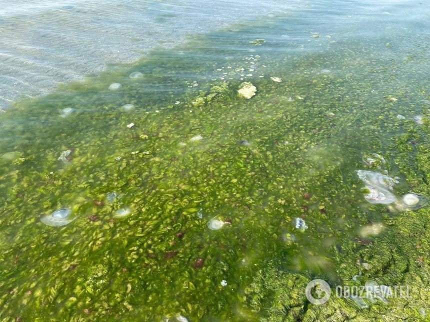 В Коблево море превратилось в «суп» из медуз и водорослей – купаются самые смелые (фото)