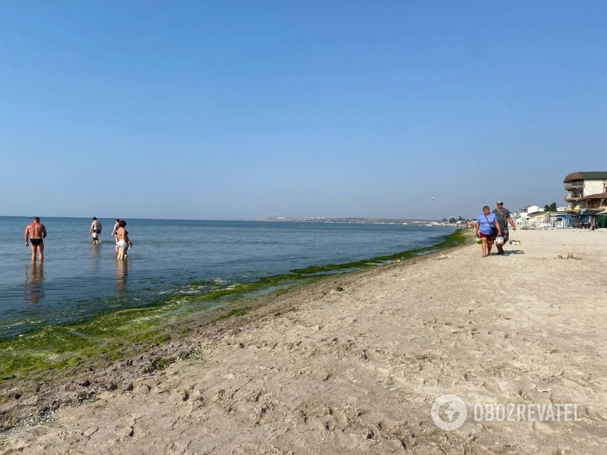 В Коблево море превратилось в «суп» из медуз и водорослей – купаются самые смелые (фото)