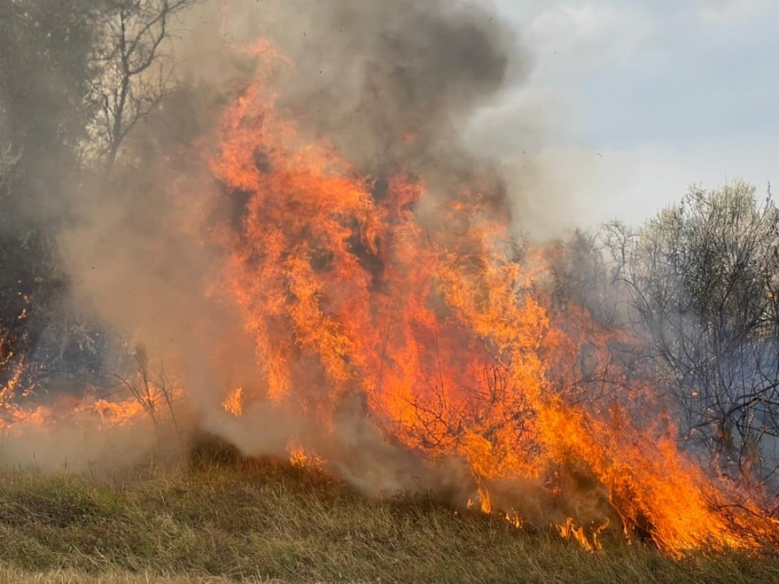 Под Николаевом тушили пожар на большой территории — огонь едва не уничтожил хвойные насаждения (фото)